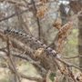 Chenille du Bombyx disparate sur une branche de chêne liège